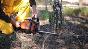 Best Stump Grinding and Removal  in Willow Grove, TX