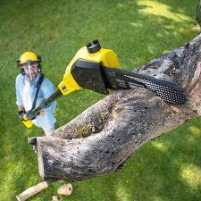 Best Organic Lawn Care Solutions  in Willow Grove, TX