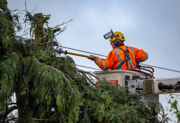 How Our Tree Care Process Works  in  Willow Grove, TX