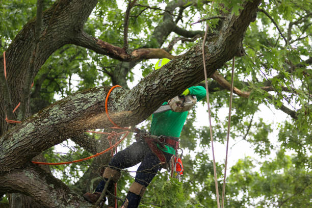 Mulching Services in Willow Grove, TX