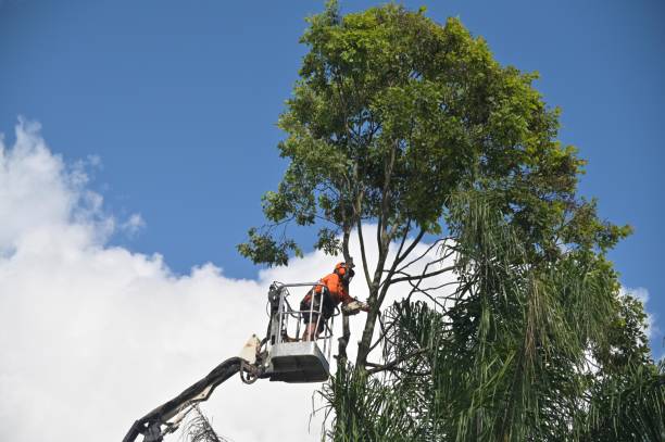 Best Utility Line Clearance  in Willow Grove, TX