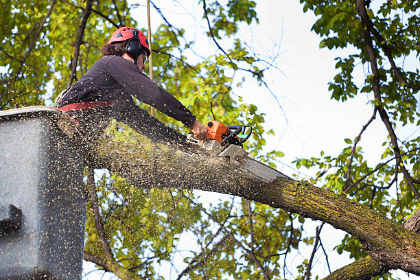 Best Firewood Processing and Delivery  in Willow Grove, TX