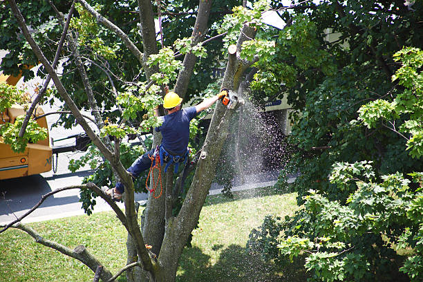 Best Storm Damage Tree Cleanup  in Willow Grove, TX