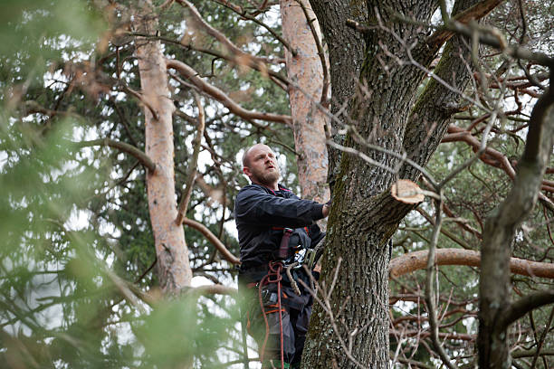 Best Emergency Tree Removal  in Willow Grove, TX