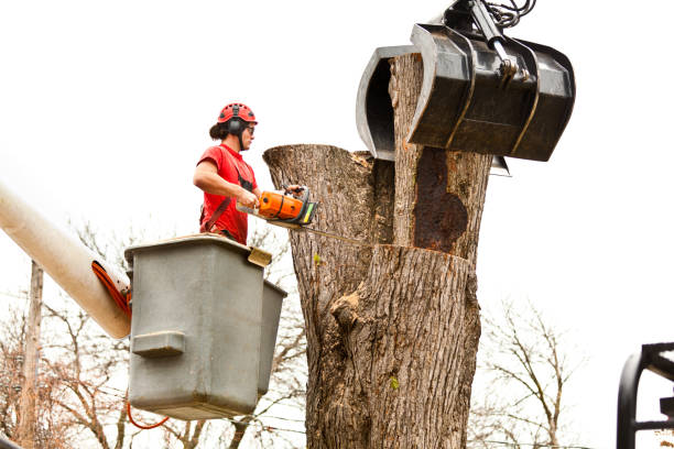 Willow Grove, TX Tree Care Company